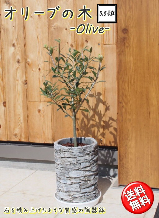 コンパクト樹形オリーブの木 5 5号鉢植え 陶器鉢 送料無料 沖縄 離島は除く 観葉植物 新築祝い 結婚祝い 開店祝い 誕生日プレゼント Educaps Com Br