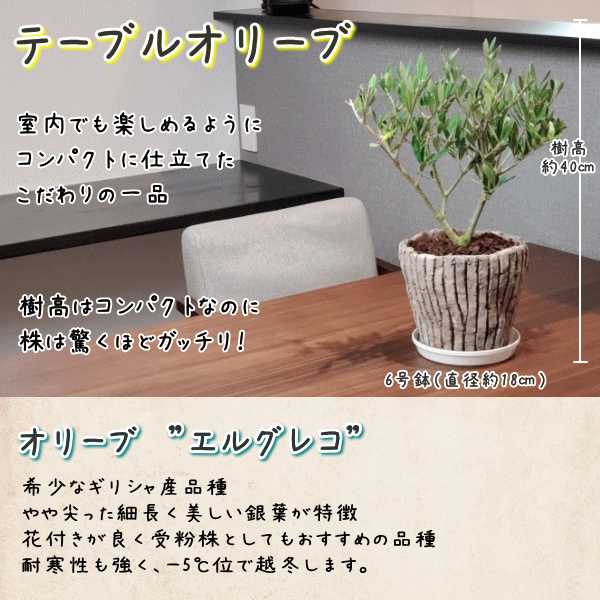 楽天市場 新商品 コンパクト樹形で室内にピッタリテーブルオリーブ 6号鉢植え 陶器鉢 送料無料 沖縄 離島は除く オリーブの木 観葉植物 新築祝い 結婚祝い 開店祝い 誕生日プレゼント Tahiti Marche ータヒチマルシェー