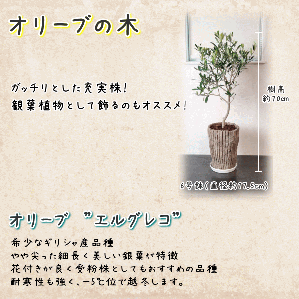 楽天市場 コンパクト樹形で室内にピッタリオリーブの木 6号鉢植え ロング陶器鉢 送料無料 沖縄 離島は除く 観葉植物 新築祝い 結婚祝い 開店祝い 誕生日プレゼント Tahiti Marche ータヒチマルシェー