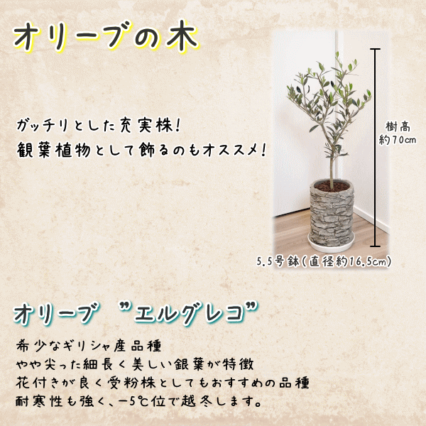 楽天市場 コンパクト樹形オリーブの木 5 5号鉢植え 陶器鉢 送料無料 沖縄 離島は除く 観葉植物 新築祝い 結婚祝い 開店祝い 誕生日プレゼント Tahiti Marche ータヒチマルシェー