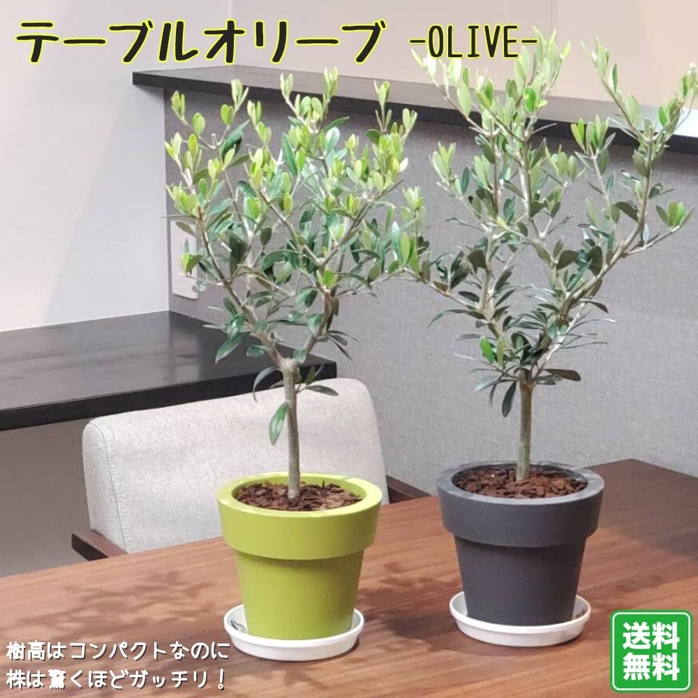 オリーブ　盆栽　５号陶器鉢つき　幹太❗ 数量限定 和モダン盆栽：オリーブ盆栽*（モダン陶器鉢・受け皿