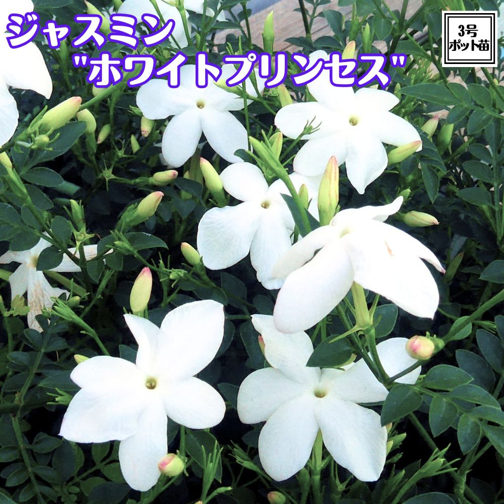 ジャスミン 51uF0pSopJL._AC_SY200_QL15_.jpg