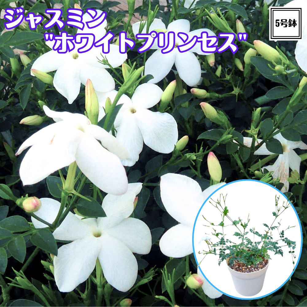 楽天市場】香り抜群！《シルクジャスミン ナナ（超矮性ゲッキツ） 4号