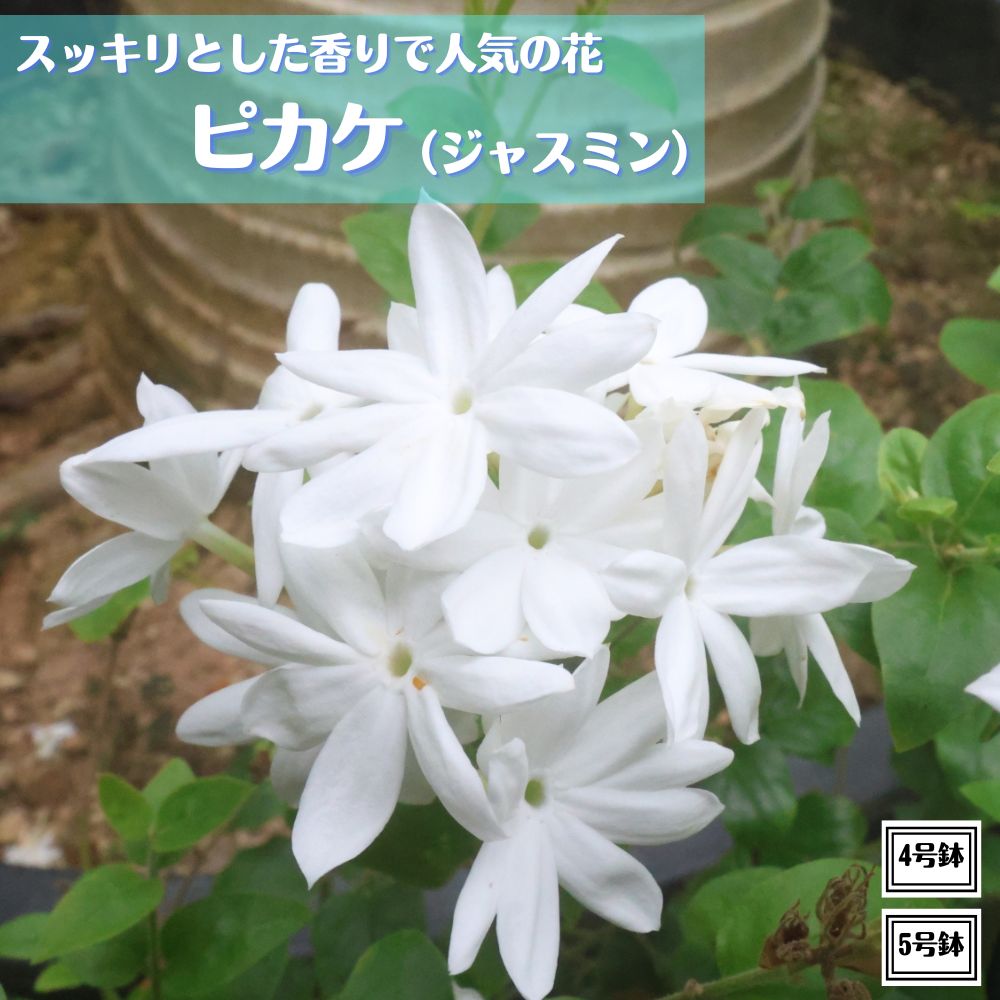 引き取りのみ！極耐寒性ジャパニーズ　バナナ画像の群生全部セット◇ハワイ島ヤシ 楽天市場】希少品種！耐寒性バナナ バショウ 7号鉢特大株
