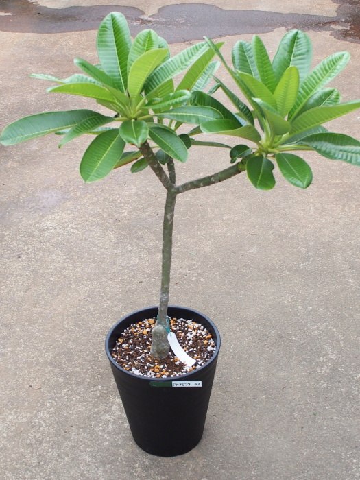 納得 画像の現品を販売 花芽付き大株プルメリア シンガポールドワーフピンク接木苗 7号鉢 No02 3分枝 樹高約80cm 送料無料 沖縄 離島を除く 越冬株 3年生苗 21年8月30日撮影 Glow Tone Com