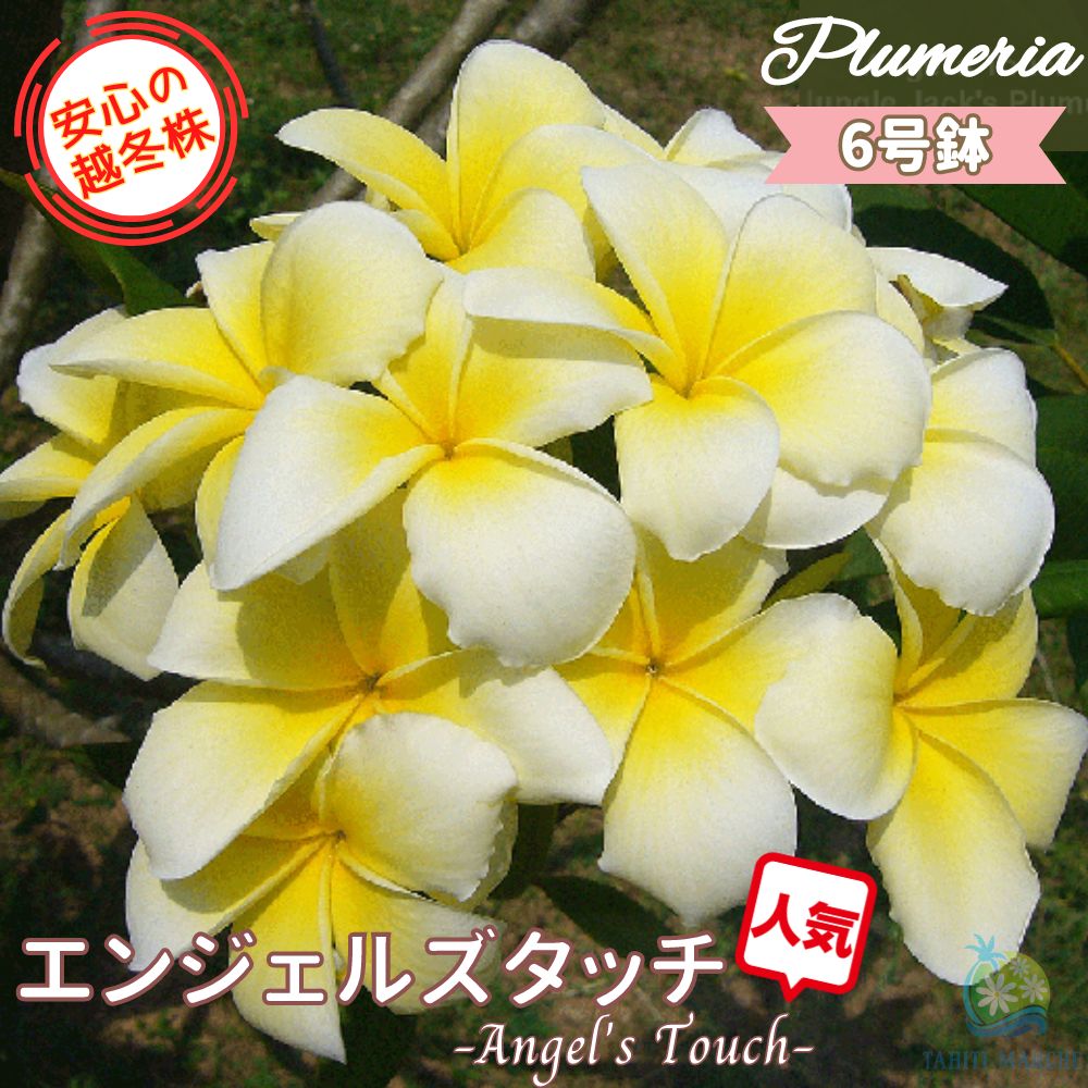 楽天市場】プルメリア 鉢植え（鉢花｜花・観葉植物）：花