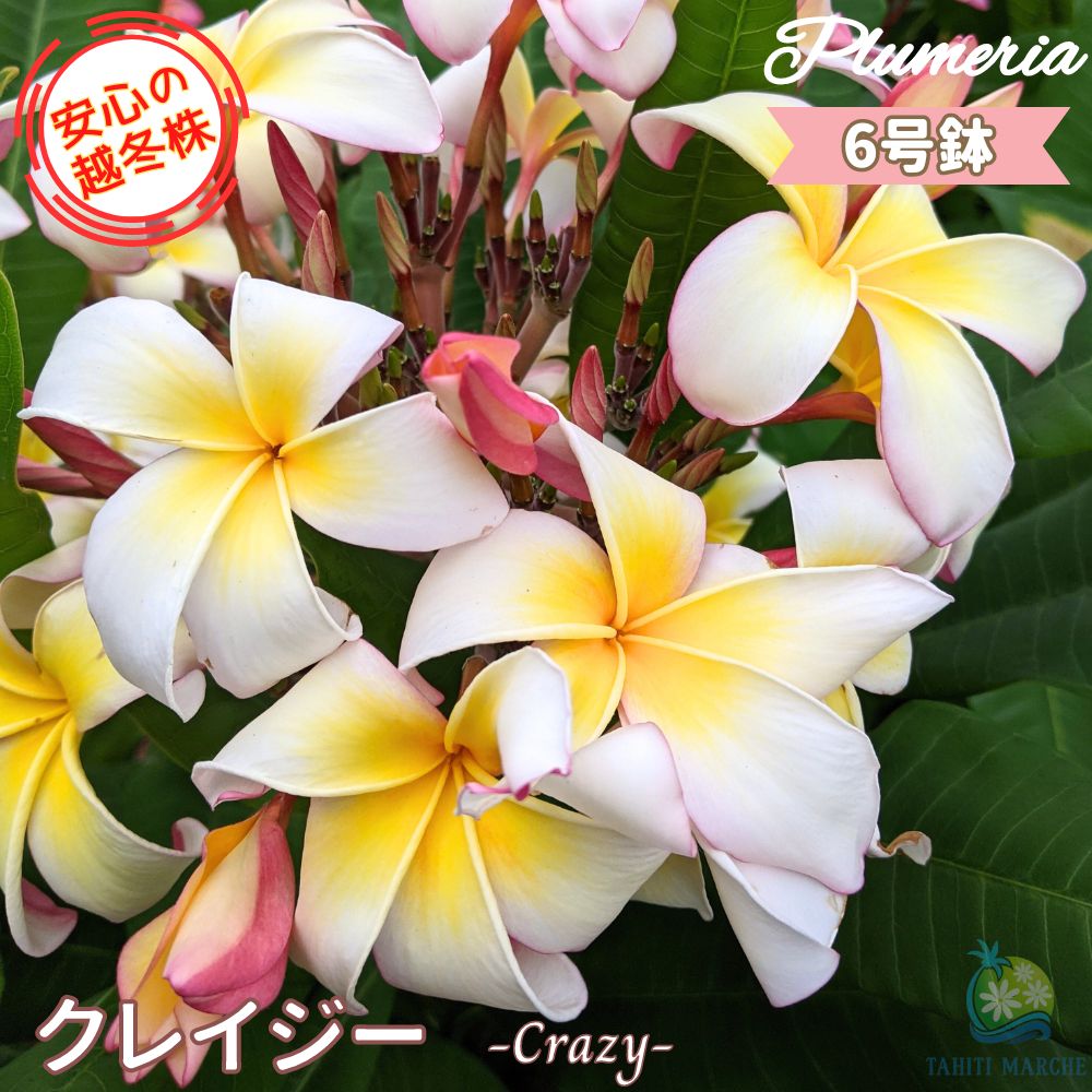 楽天市場】＼安心の越冬株／ 3〜4分枝以上の3年生苗