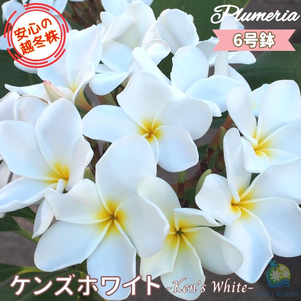 6-kenswhite.jpg