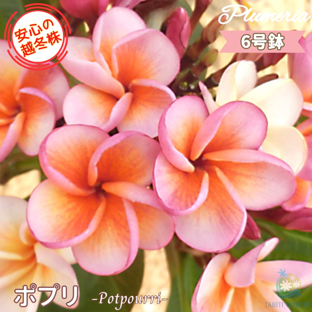 『#Tipanie』 #ティパニエ #プルメリア 楽天市場】◇花芽付き◇ ＼安心の越冬株／ 特別セレクト