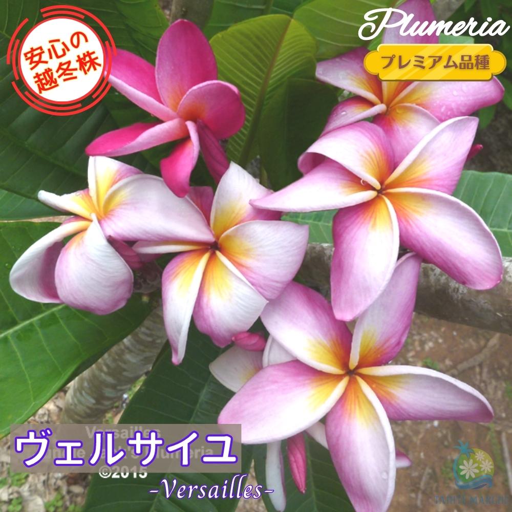 【楽天市場】\安心の越冬株／ プルメリア ヴェルサイユ 5号鉢☆プレミアム品種☆ジャングルジャックス ハワイアンレイフラワー ティパニエ