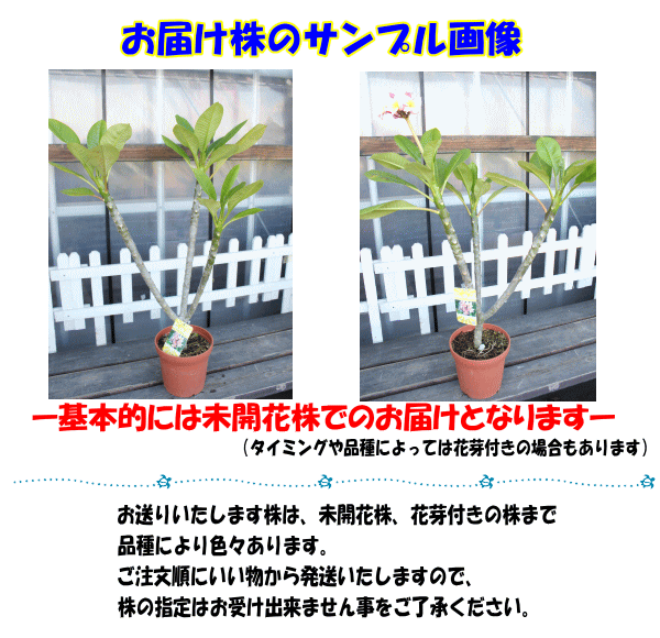 6月明り中旬層一層仕向ける 貨物輸送無料 人心地の越冬半券 とび切り採択プルメリヤ苗 エクスクイジット 6号数丼鉢大株 縄墨亜種 育て人小論文同梱 Daemlu Cl