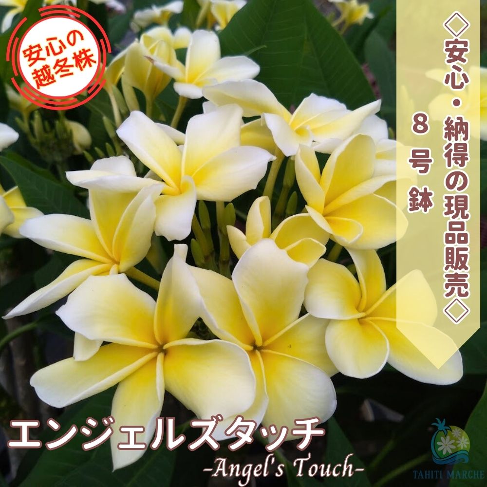 ＼納得！！画像の現品を販売／花芽付き 大株プルメリア エンジェルズタッチ 8号鉢 5分枝 樹高約100cm越冬株 【2026.5.24撮影】｜TAHITI MARCHE ータヒチマルシェー