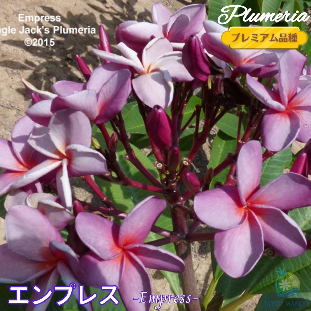 〔取っておく商いもの 6月中旬頃より送りとどける〕 インドソケイ エン押しつける 5号鉢 ☆割り増し金亜種☆インドソケイ苗 ジャングルジャックス ハワイアンレイフラワー ティパニエ フランジパニ 鉢植え 苗 熱帯草木 アロハ州 タイ王国 タヒチ 貨物輸送無料