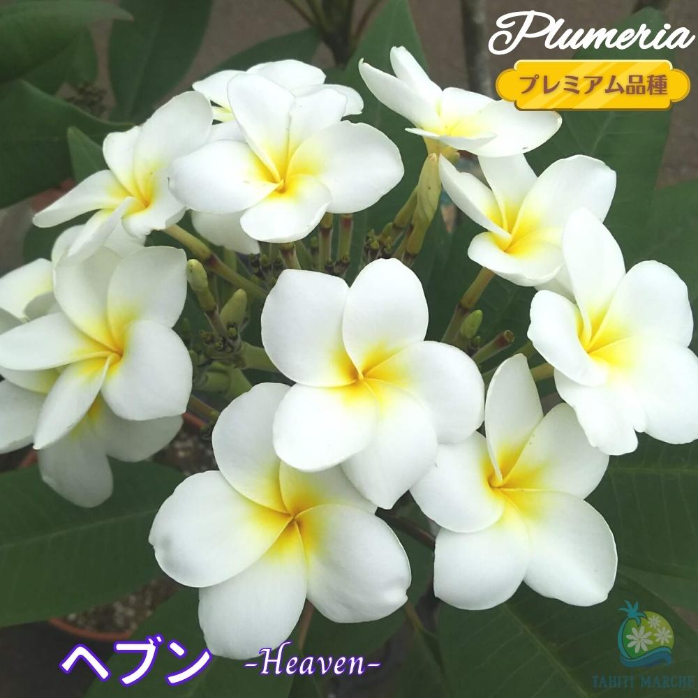500円引きクーポン プルメリア苗 冬越し挿木苗 D18 植物 観葉植物