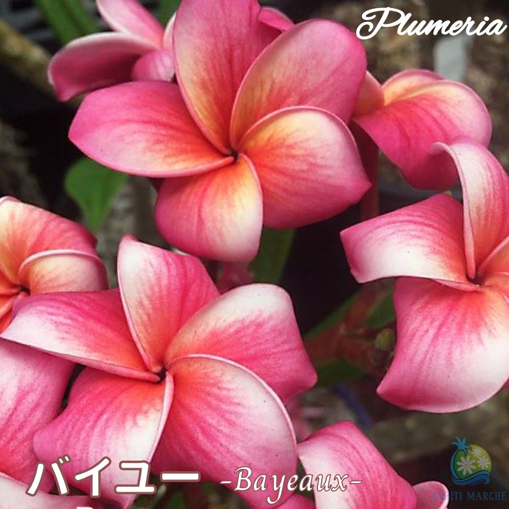 楽天市場】プルメリア ヘブン 4号鉢（直径12cm）ジャングルジャックス