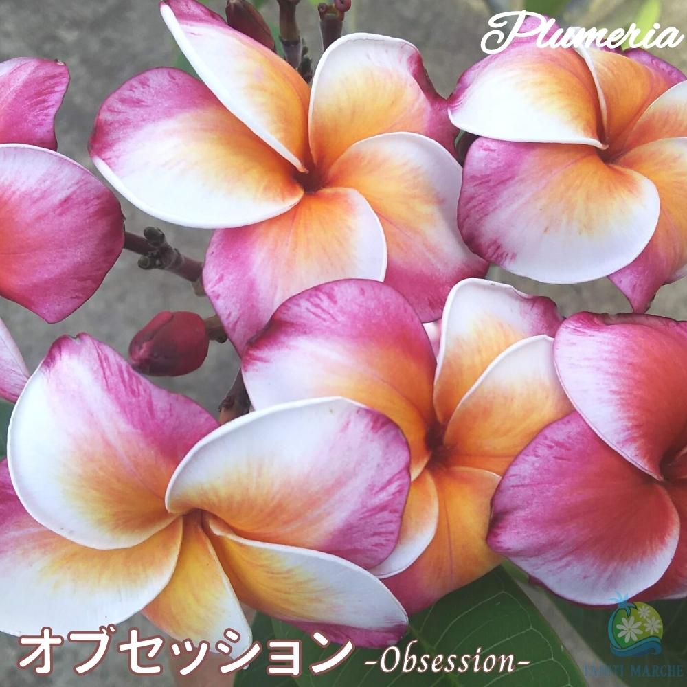 楽天市場】【マラソン30%OFFクーポン！】＼安心の越冬株／ 特別