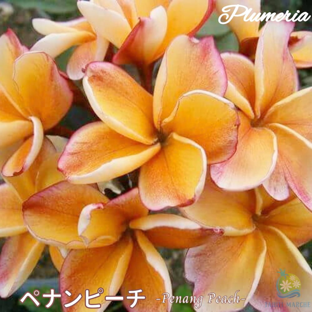 レア品種 プルメリア クイーンアンバー レインボー 鉢植え 419rEmkcc+L._UF350,350_QL80_.jpg