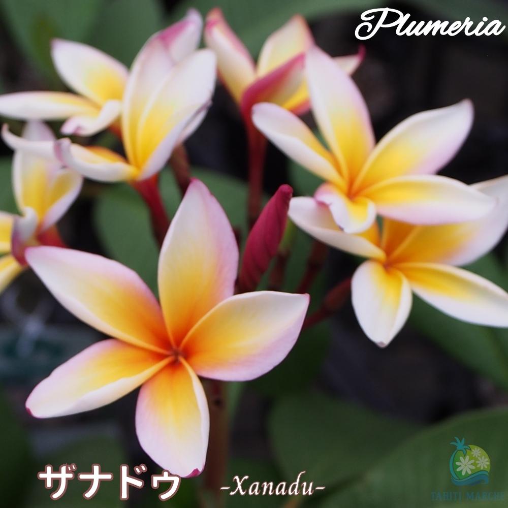 プルメリア 3種セット エルシー アフリーク シャンパン 花苗 鉢花 プルメリア：エルシー（Elsie）5号鉢植え の通販 | 園芸ネット