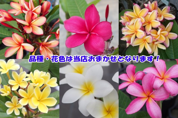 楽天市場 初めてのプルメリアデビュー品種おまかせプルメリア苗 Aタイプ 5号鉢 ハワイアンレイフラワー 育て方パンフレット同梱 Tahiti Marche ータヒチマルシェー