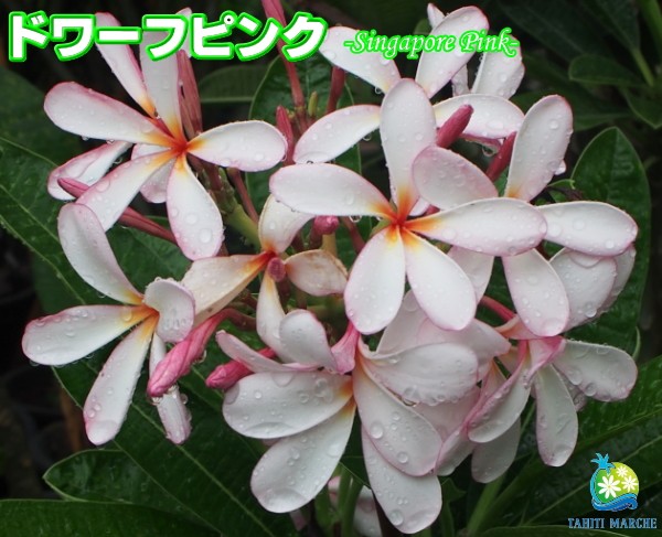 納得 No7 画像の現品を販売 花芽付き大株プルメリア シンガポールドワーフピンク接木苗 7号鉢 4分枝 No7 4分枝 花 観葉植物 樹高約80cm 越冬株 7 1撮影 Tahiti Marche ータヒチマルシェー安心 納得の画像のプルメリア現品販売