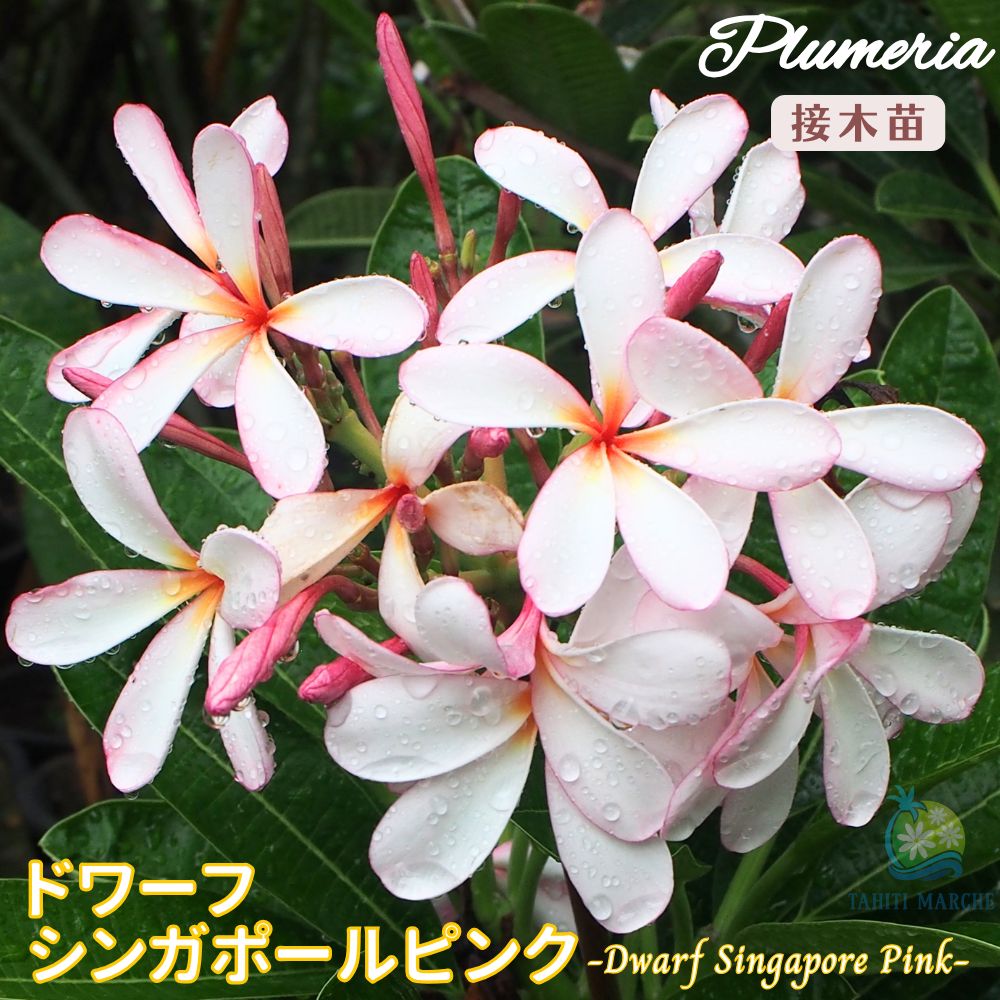 楽天市場】【予約販売】 送料無料 プルメリア ディバイン 5号鉢 鉢花
