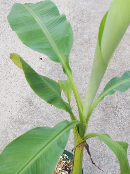 希少品種 耐寒性バナナ バショウ 7号鉢特大株 ジャパニーズバナナ 耐寒性バナナ 芭蕉の木 Giosenglish Com