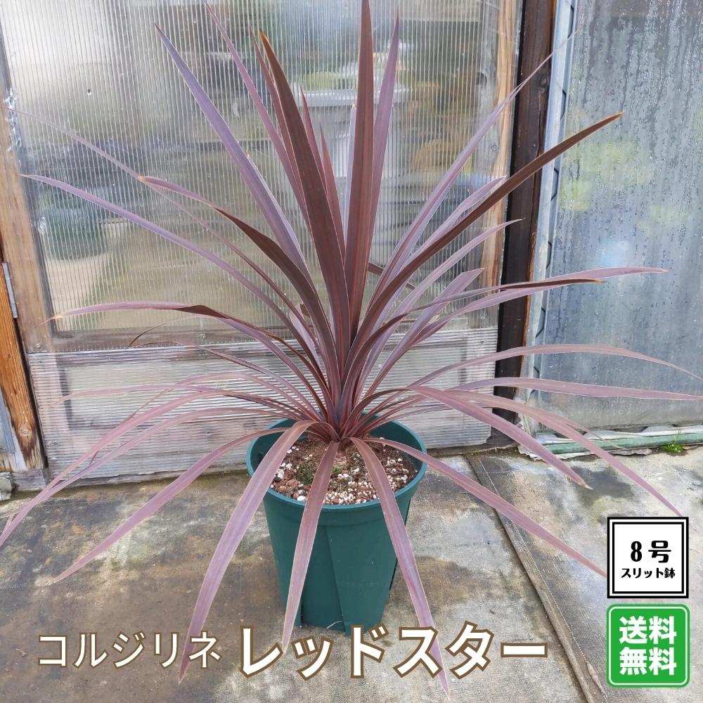 56 Off コルジリネ レッドスター 4号 鉢植え ドライガーデン リゾートガーデン Tibetology Net