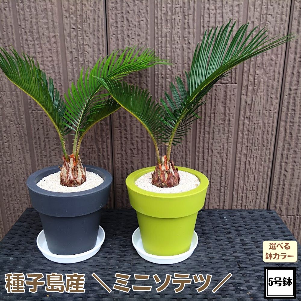 楽天市場】カッコいい観葉植物！！＼現品販売／ ユッカ アロイフォリア 7号鉢千寿ラン ドライガーデン : TAHITI MARCHE ータヒチマルシェー