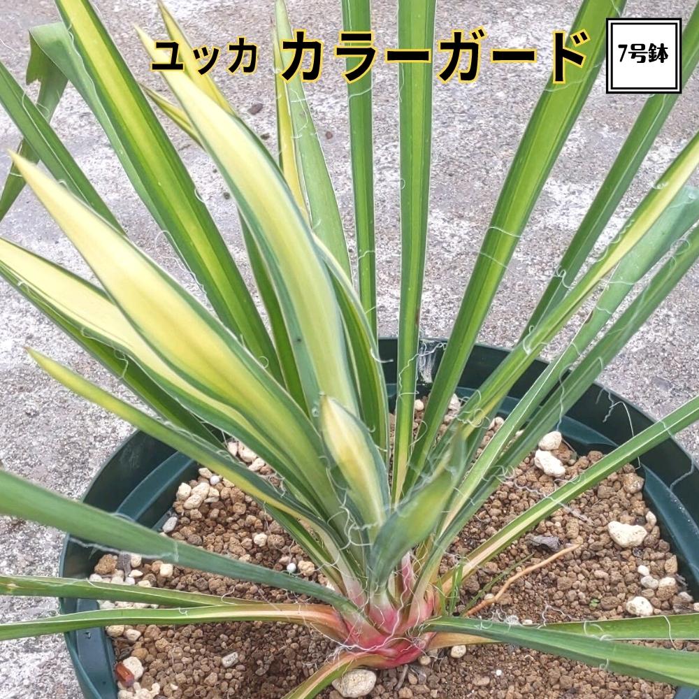 ユッカ　バッカタ　バナナユッカ　レア品種　ドライガーデン バナナユッカ☆ユッカ・バッカタ☆7号 鉢 ドライガーデン 観葉植物