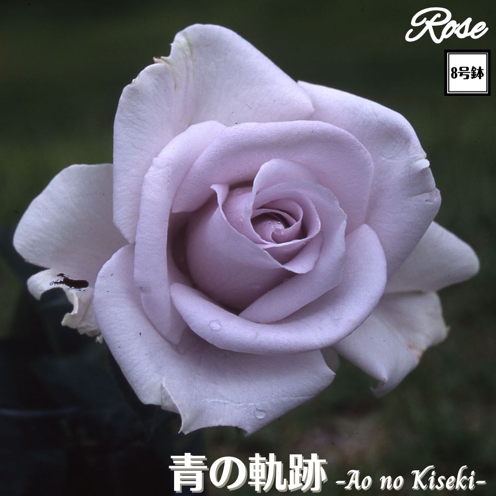 青い剣咲薔薇予約分 8-aonokiseki.jpg