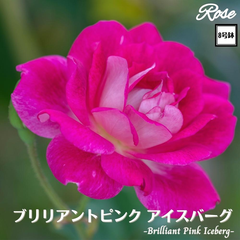 楽天市場】＼当店オリジナル8号鉢仕様／ バラ苗 アークティックブルー