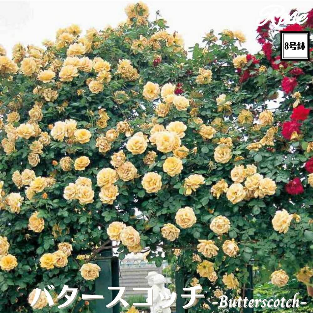 楽天市場】【まもなく締め切り】 予約販売 バラ苗 バラ大苗 つるバラ