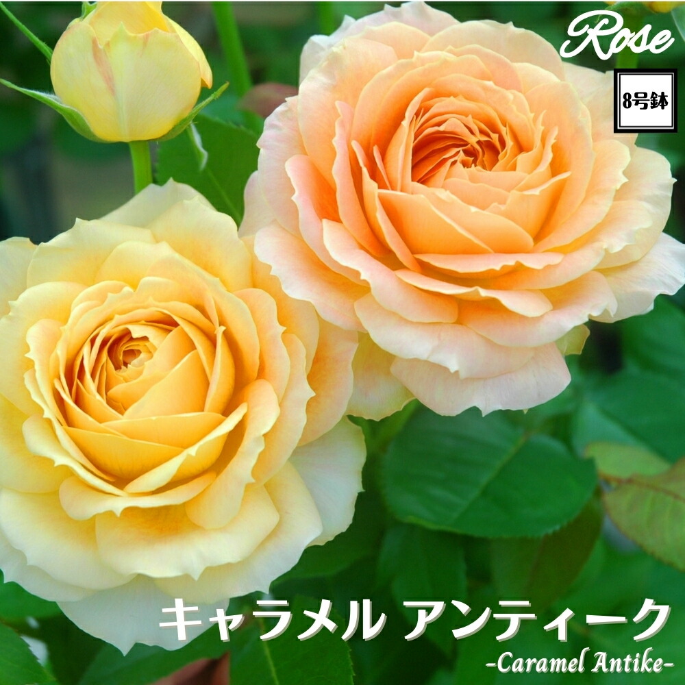 楽天市場】＼当店オリジナル8号鉢仕様／ バラ苗 ボレロ 2年生大苗 接木