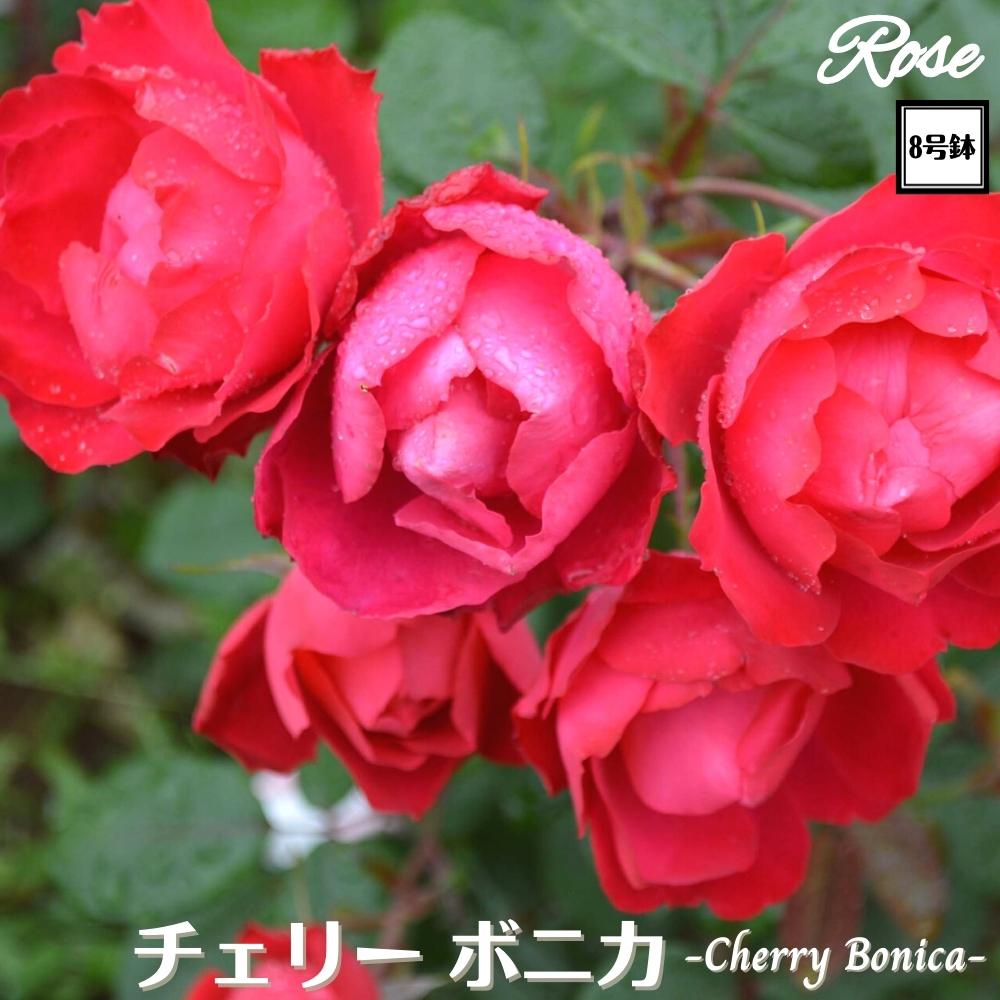 楽天市場】＼当店オリジナル8号鉢仕様／ バラ苗 アークティックブルー