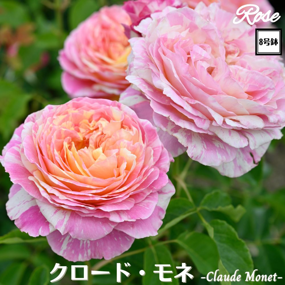 249 新苗を育てよう2024 8号鉢から10号鉢へ鉢