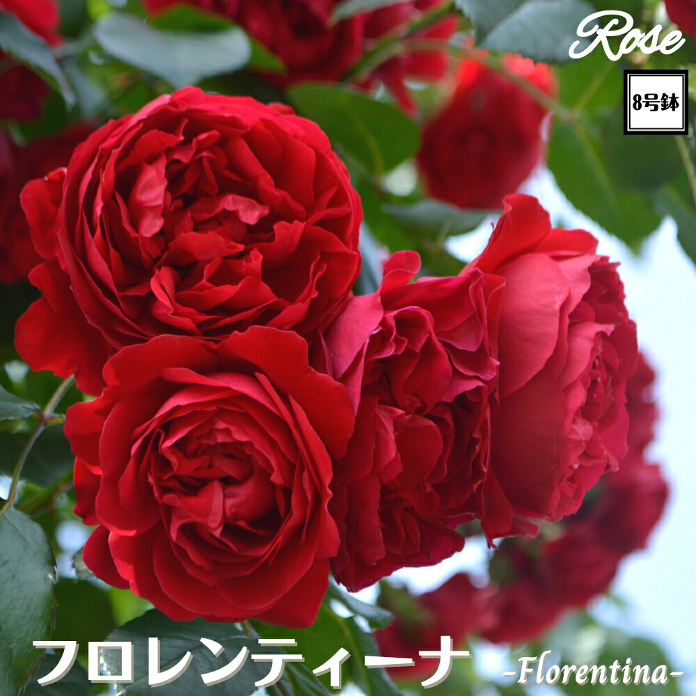 楽天市場】＼当店オリジナル8号鉢仕様／ バラ苗 ボレロ 2年生大苗 接木