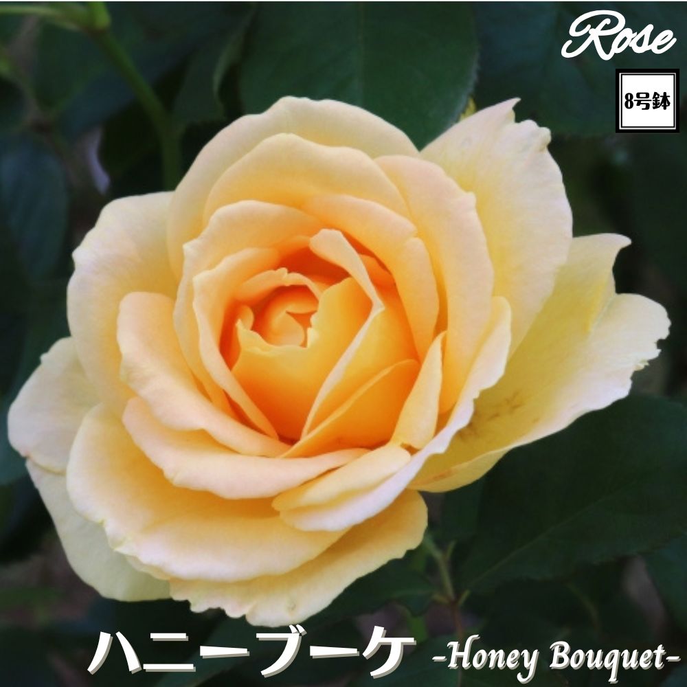 楽天市場】\当店オリジナル8号鉢仕様/ バラ苗 ボレロ 2年生大苗 接木 楽天市場】\当店オリジナル8号鉢仕様/ バラ苗 ボレロ 2年生大苗 接木