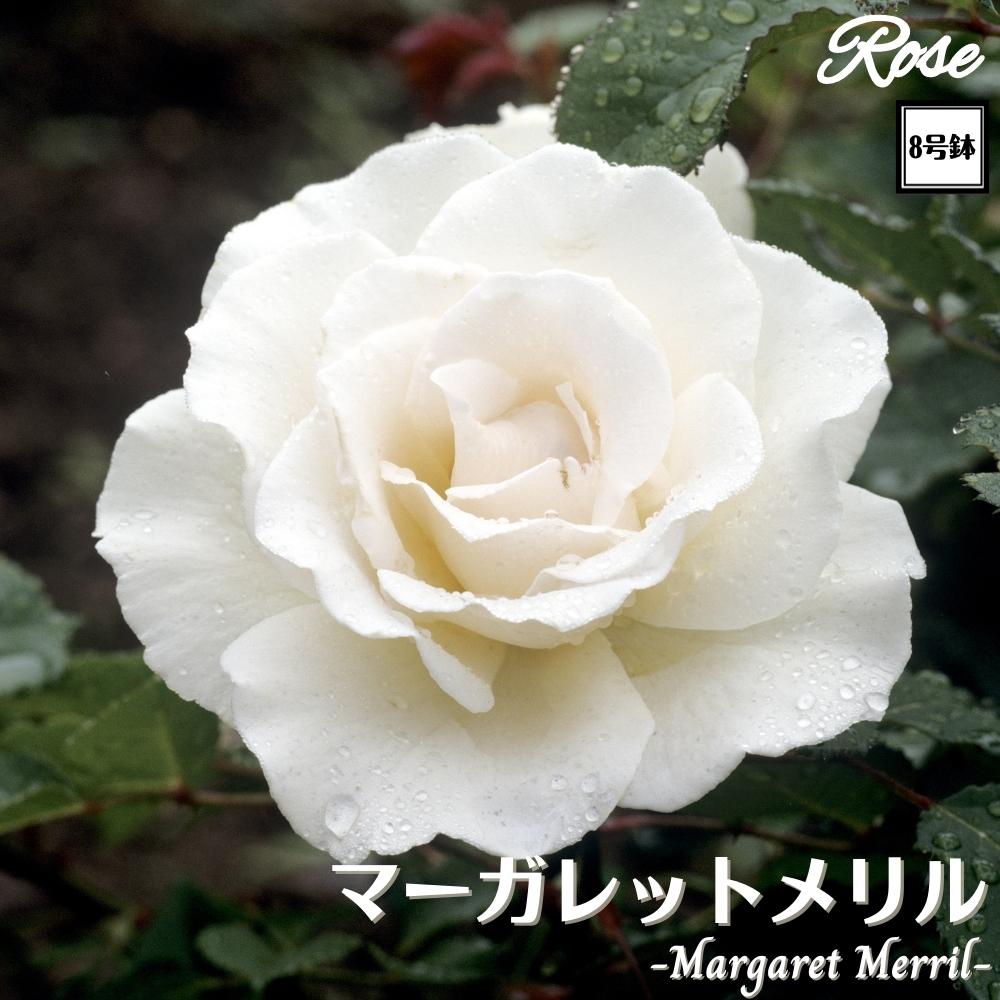 楽天市場】＼当店オリジナル8号鉢仕様／ バラ苗 ボレロ 2年生大苗 接木