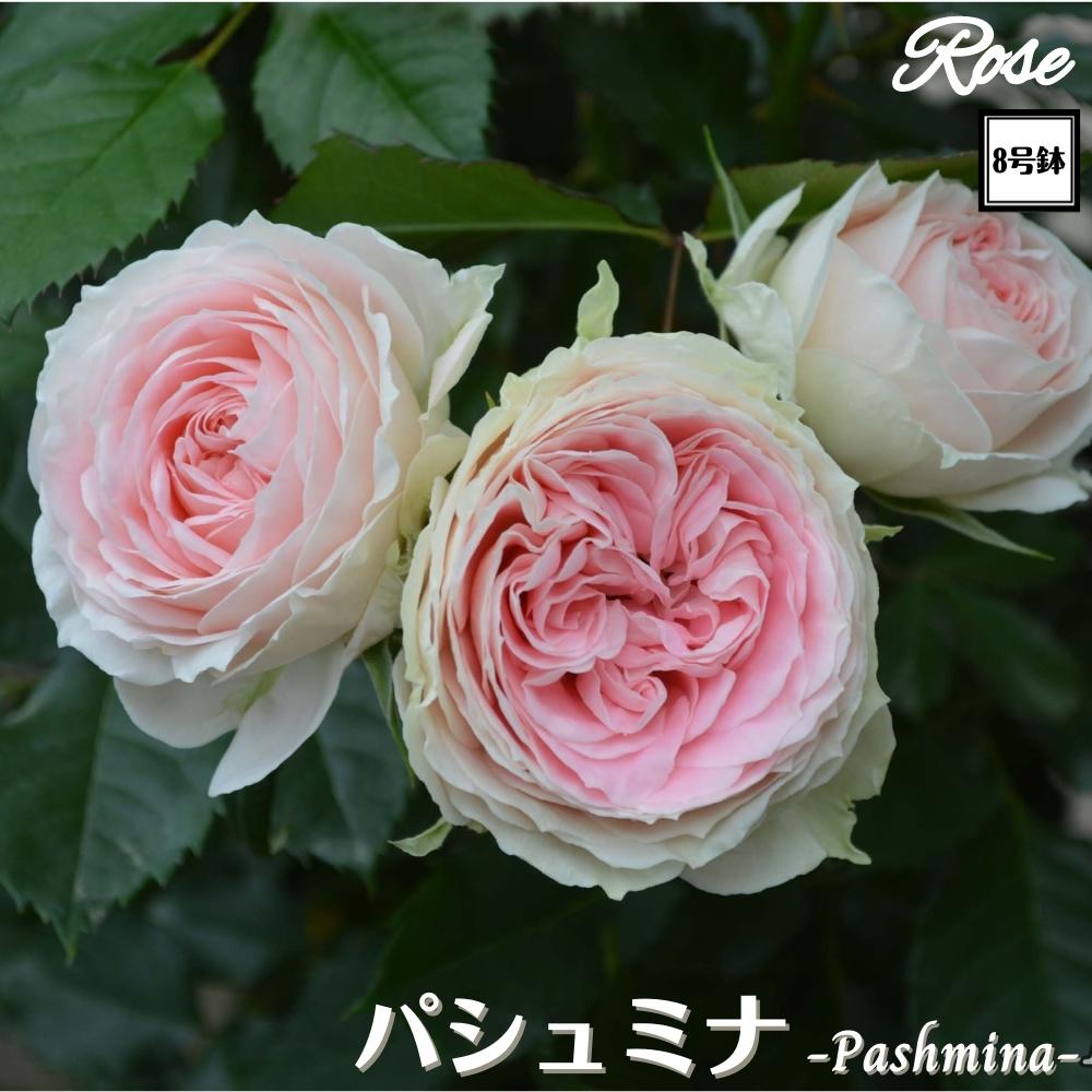 当店オリジナル仕様／ バラ苗 パシュミナ 接木苗◇FL 四季咲き 薔薇