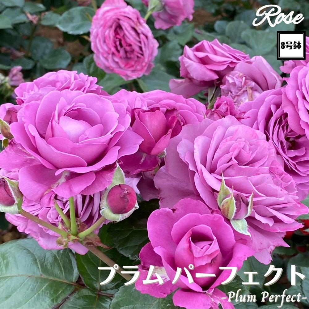 ボレロ　大苗　8号鉢　バラ 楽天市場】＼当店オリジナル8号鉢仕様／ バラ苗 ボレロ 2年生大苗 接木