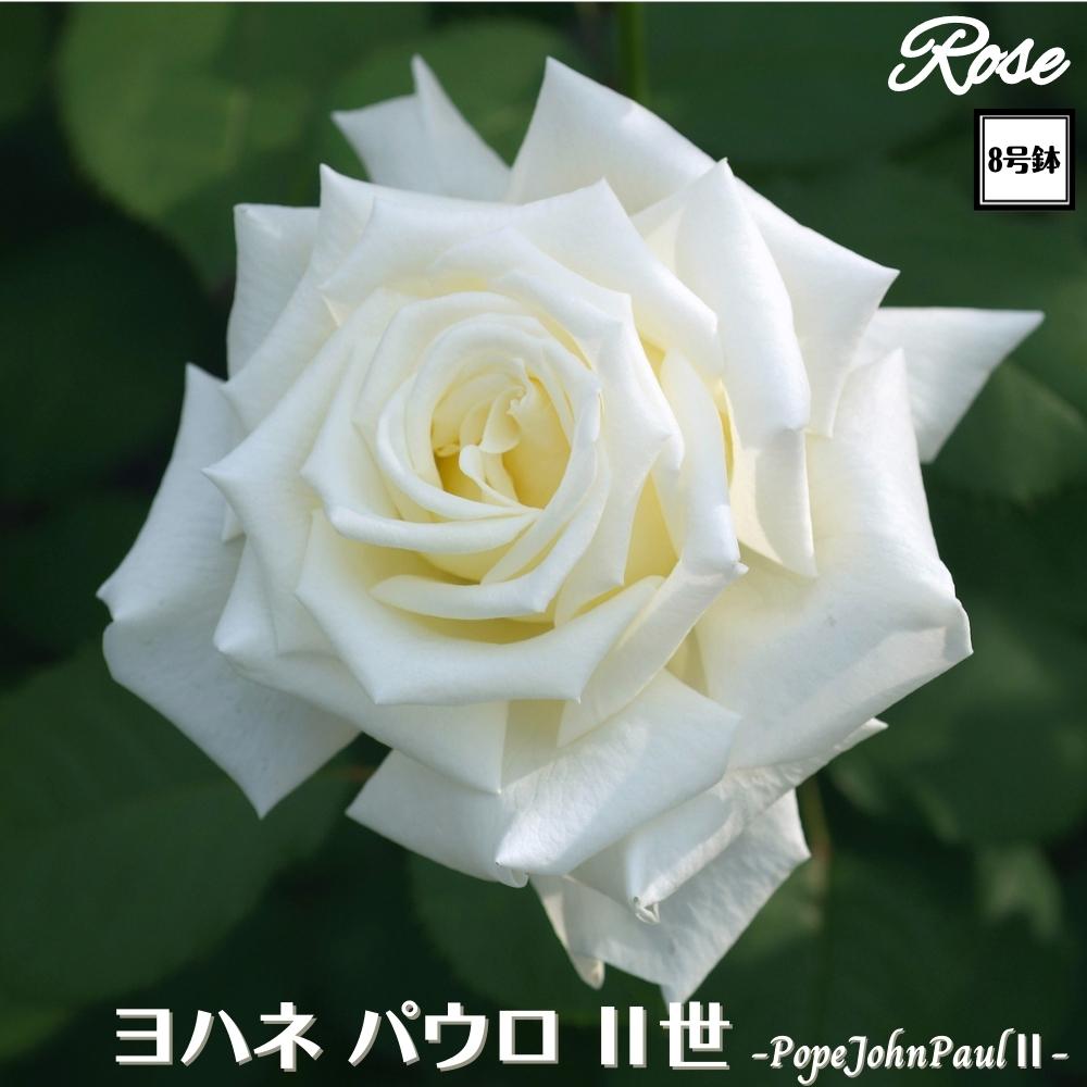 楽天市場】予約バラ苗 京成バラ園 J&P ヨハネ パウロ2世 大苗 7号鉢