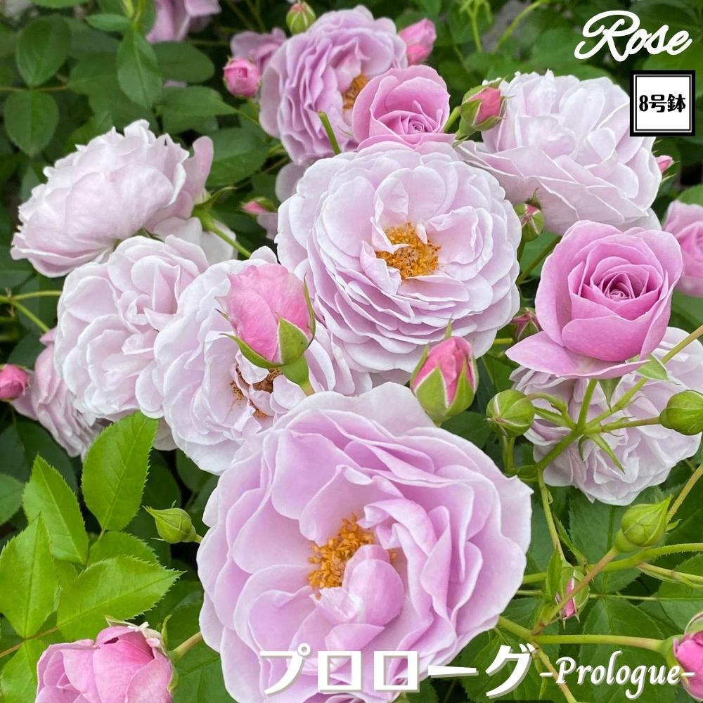楽天市場】〔予約商品〕＼当店オリジナル8号鉢仕様／ バラ苗 真宙 8号