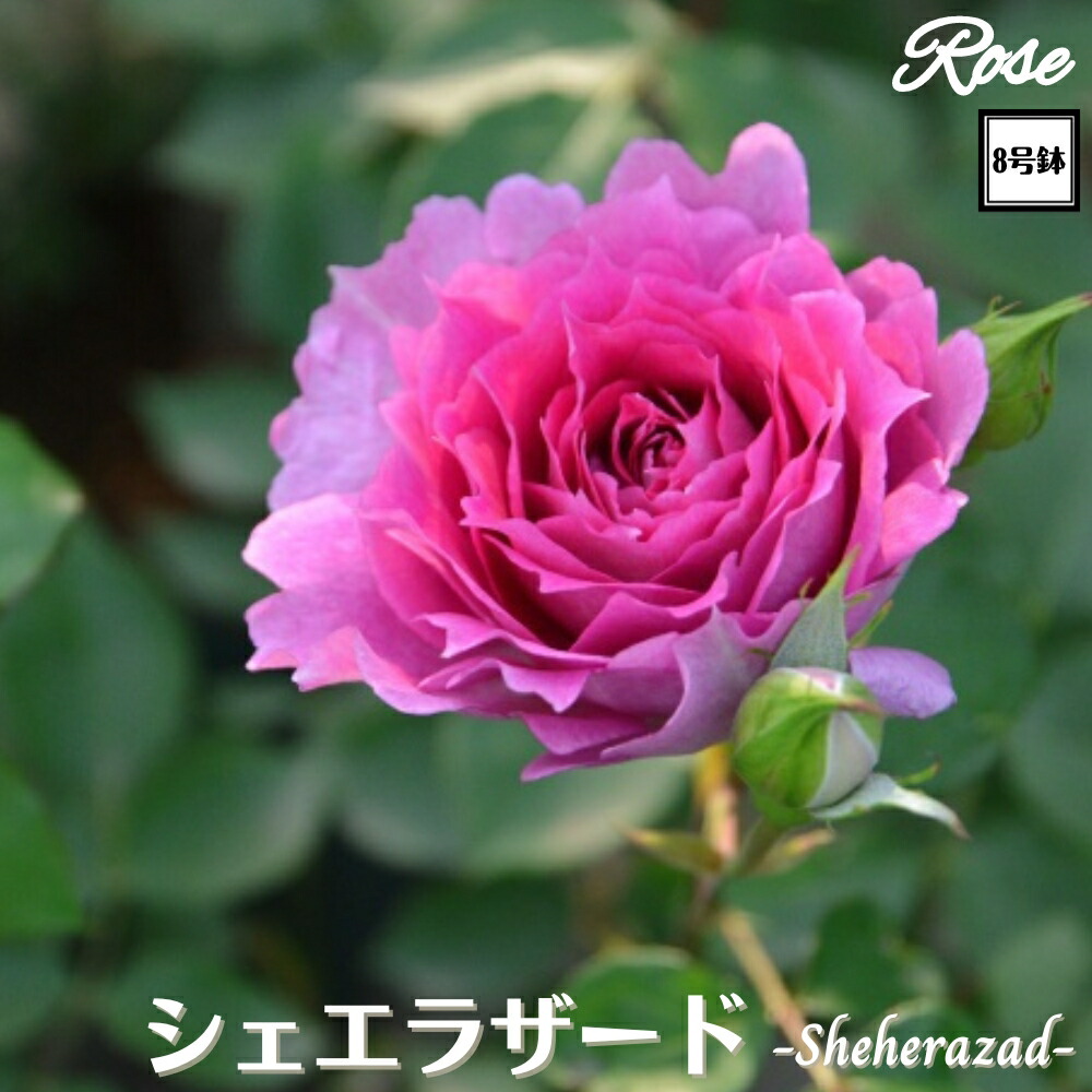 楽天市場】〔予約商品〕＼当店オリジナル8号鉢仕様／ バラ苗 ボレロ 2