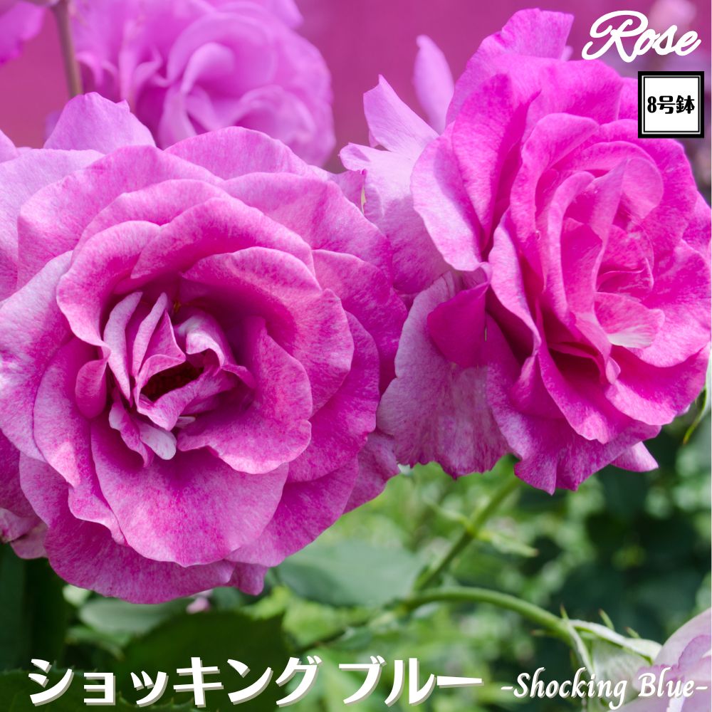 楽天市場】＼当店オリジナル8号鉢仕様／ バラ苗 アークティックブルー