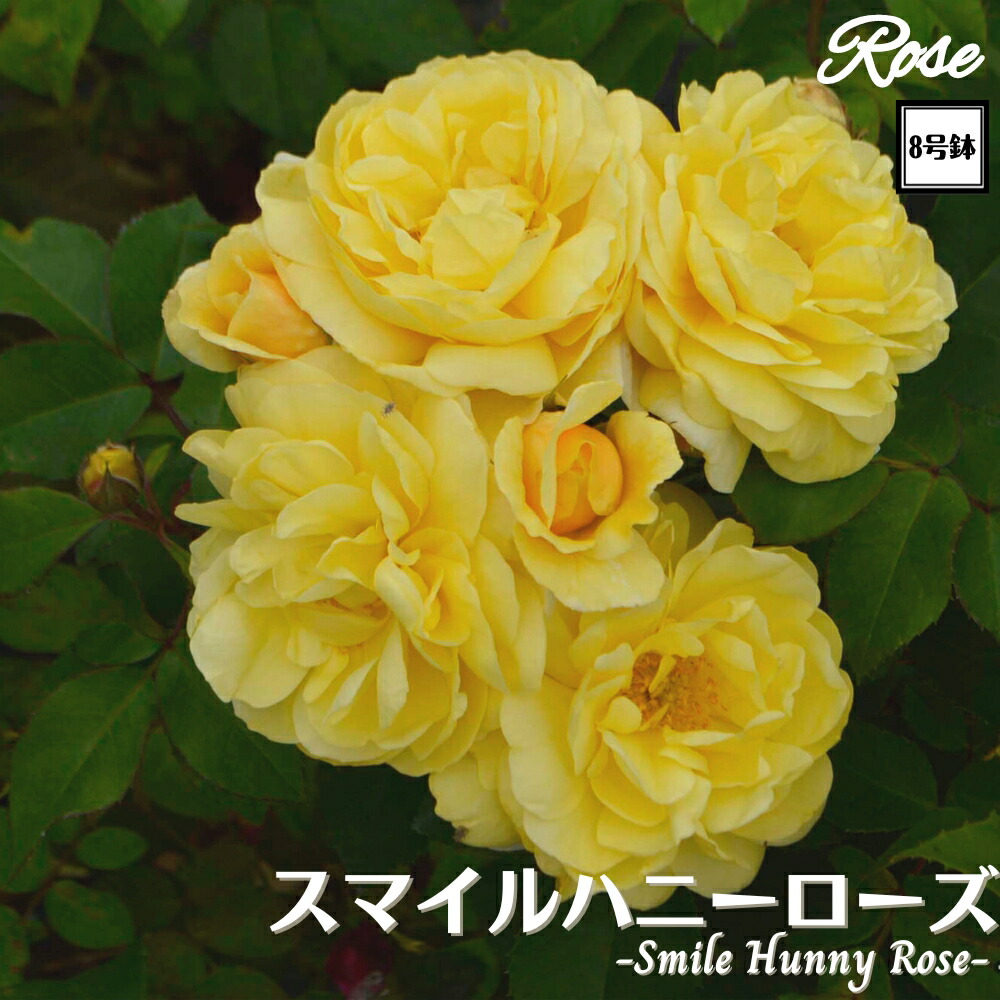 ローズねーさん　出品 楽天市場】バラ苗 【スマイルハニーローズ／くまのプーさん】 (大苗