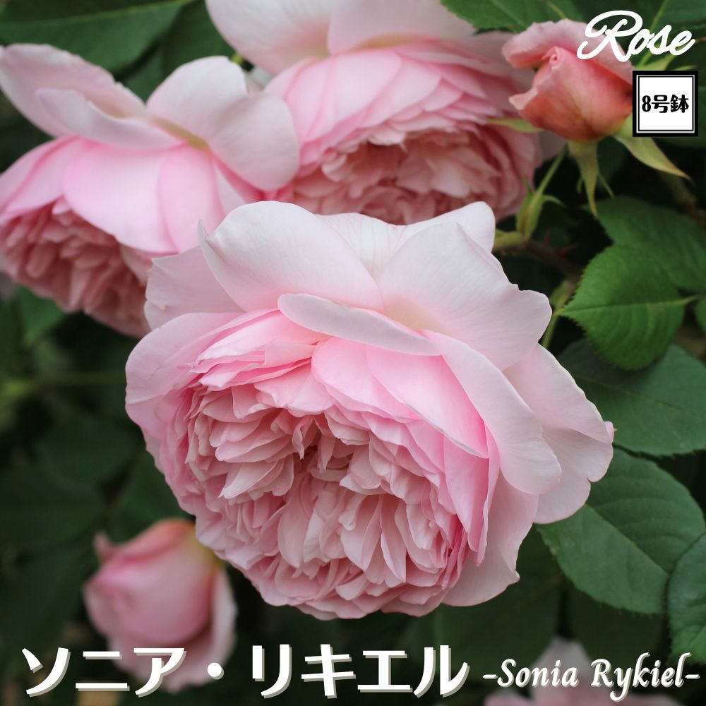 バラ苗　　切り花　8号鉢大苗 楽天市場】〔予約商品〕＼当店オリジナル8号鉢仕様／ バラ苗 真