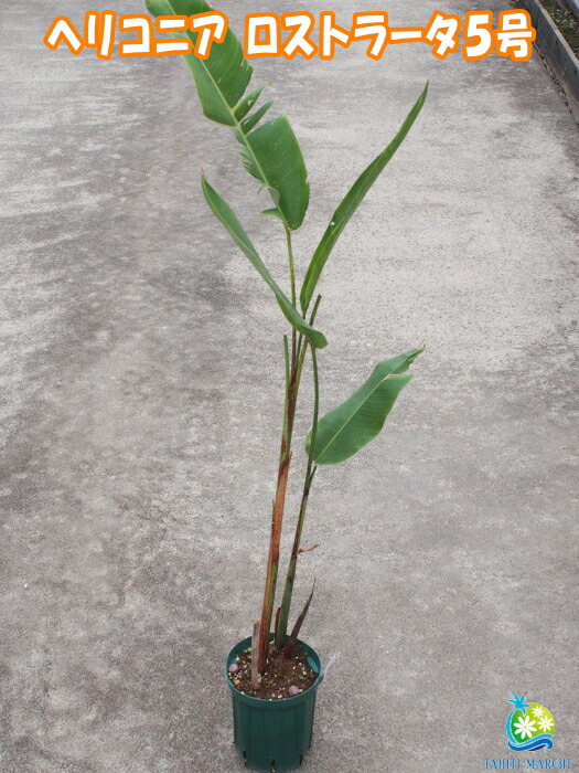 楽天市場 数量限定 タヒチ産 希少熱帯植物ヘリコニア ロストラータ 大株 5号鉢 トロピカルフラワー Heliconia Rostrata Tahiti Marche ータヒチマルシェー
