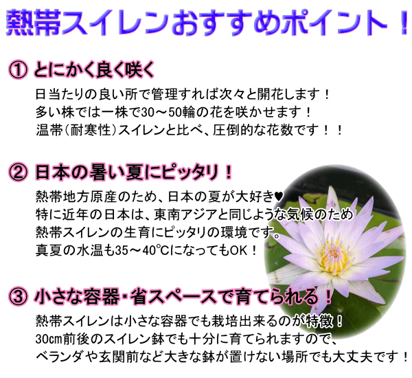 楽天市場 今ならメダカ 肥料プレゼント ベランダビオトープに 熱帯スイレン マミヨ 植え替え不要プラポット 熱帯睡蓮 ムカゴ種 斑入り葉品種 初期肥料施肥済み Tahiti Marche ータヒチマルシェー