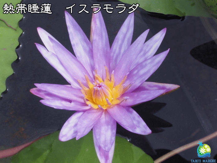 楽天市場 在庫処分セール 熱帯スイレン イスラモラダ 植え替え不要プラポット 熱帯睡蓮 アイラモラーダ ムカゴ種 初期肥料施肥済み Tahiti Marche ータヒチマルシェー 楽天市場 在庫処分セール 熱帯スイレン イスラモラダ 植え替え不要プラポット 熱帯睡蓮 アイラモラーダ ムカゴ種 初期肥料施肥済み Tahiti Marche ータヒチマルシェー