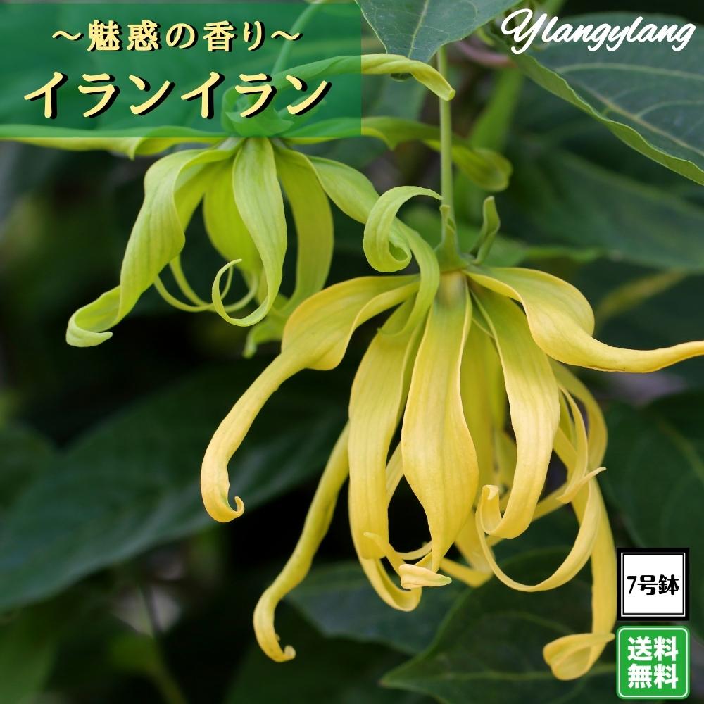 楽天市場】耐寒性バナナ苗 ユンナネンシス（雲南） バナナ 5号株 送料